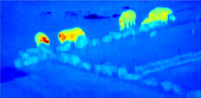 Een drone heeft toegang tot een database met allerlei andere thermale vingerafdrukken.